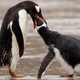 Illustration for article titled Penguins May Have Discovered the Key to Domestic Bliss